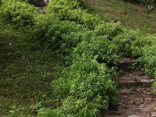 Altos de Cerro Azul, Casa en venta en Pacora | Altos de Cerro Azul -  P86401