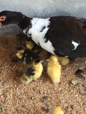 , Casa en venta en Santa Rita | P57652