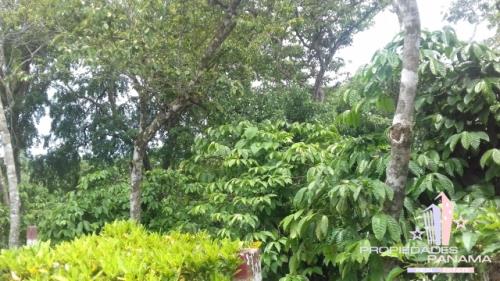 , Terreno en venta en Coclé | P116529