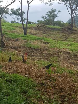 , Terreno en venta en Las Tablas | P1401925