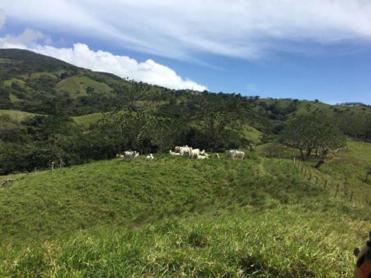 , Terreno en alquiler en Pacora | P1568252