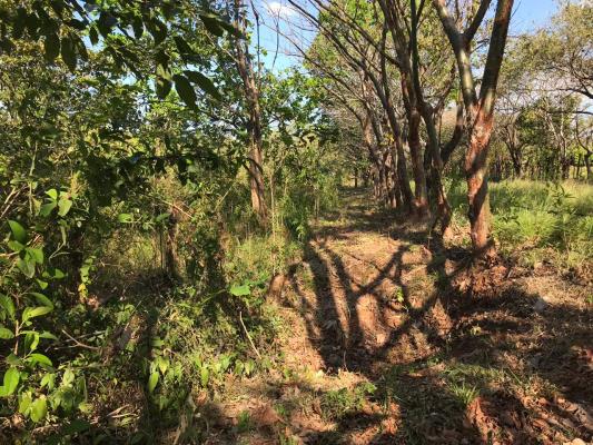 , Terreno en venta en Sona | P1696212