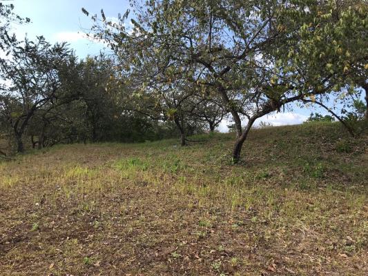 , Terreno en venta en Sona | P1731961