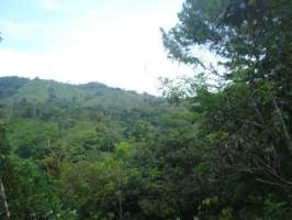 ymal