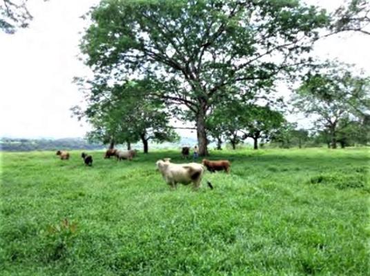 , Terreno en venta en Chiriquí Grande | P1852403