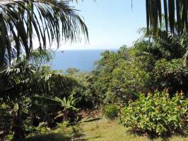 Garrote Portobelo