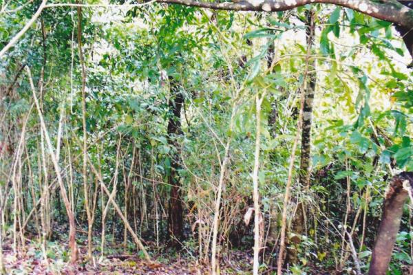 , Terreno en alquiler en 24 de diciembre | P1916117