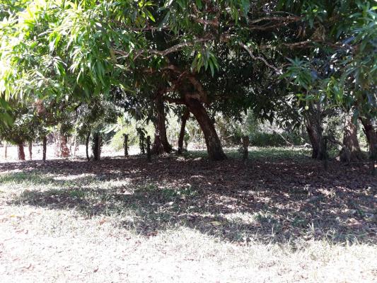 , Terreno en alquiler en Las Lajas | P2050986