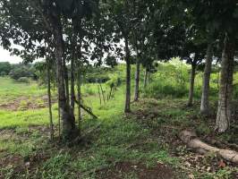 Nuevo Emperador Arraiján