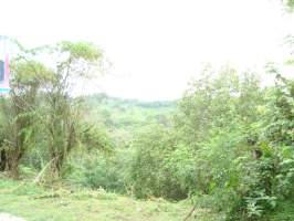 Buena Vista Colón