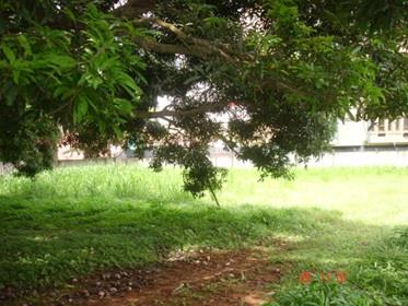 , Bella Vista