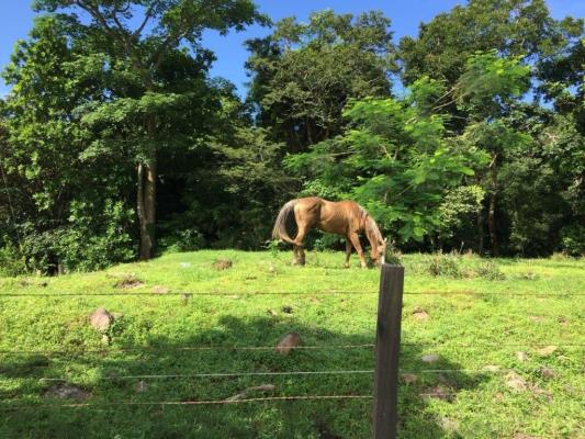 , Terreno en alquiler en Chepo | P2237256