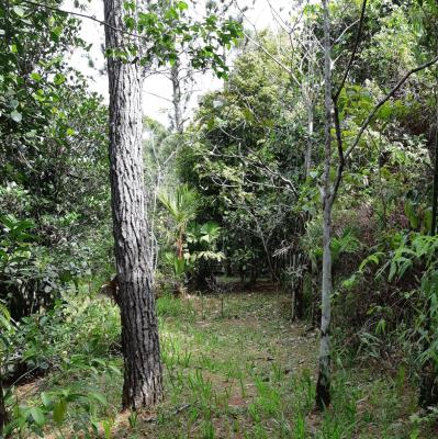 Altos de Cerro Azul, Pacora