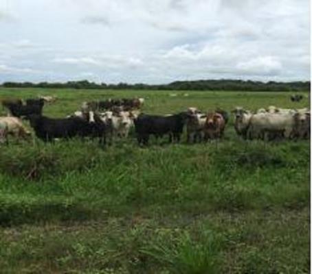 , Terreno en venta en Coclé | P2314711