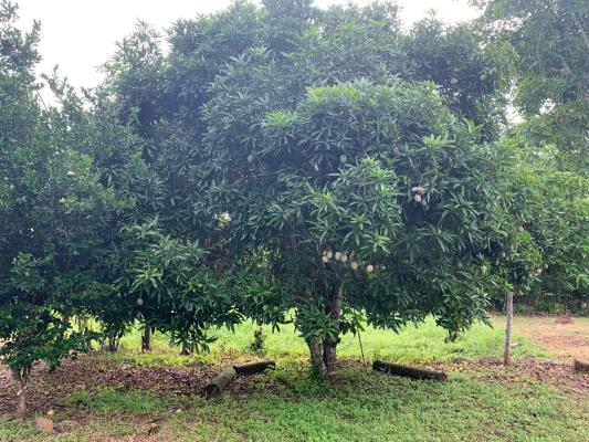 , Terreno en venta en Nuevo Emperador | P2318841