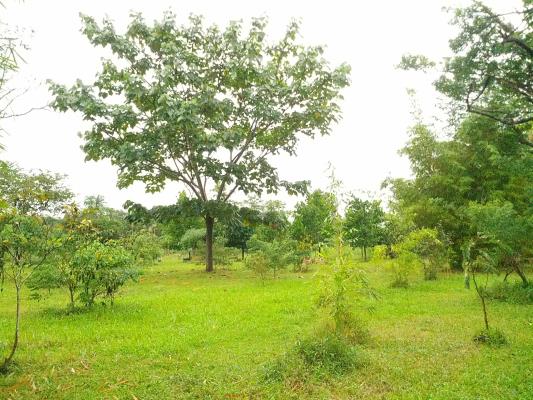 Alto Boquete, Boquete