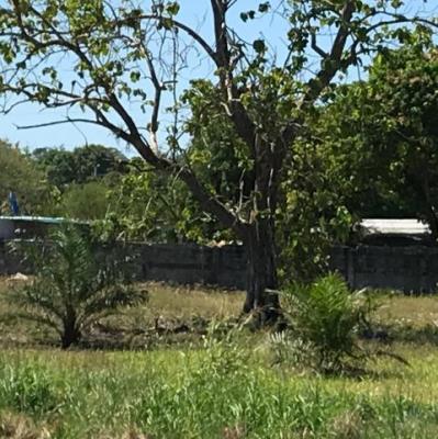 , Terreno en venta en David | P2361618