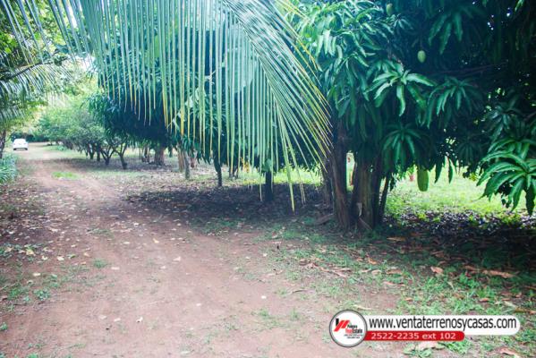 , Casa en alquiler en Panamá Pacífico | P2506126