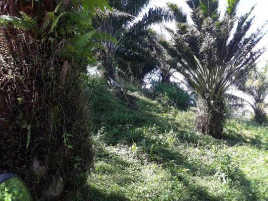 , Terreno en venta en Plaza de Caisan | P2523052