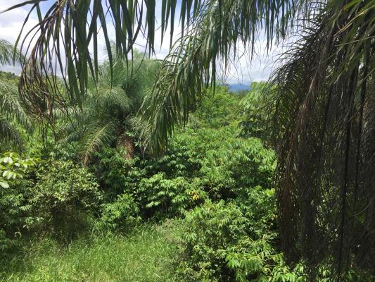 , Terreno en venta en Caldera | P2534329