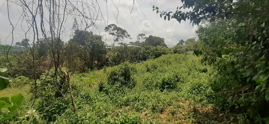 , Terreno en venta en El Coco | P2540951