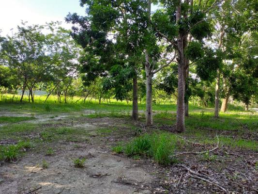 , Terreno en alquiler en Bejuco | P2727200