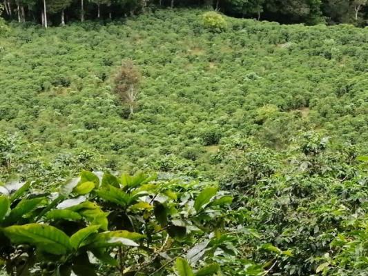 , Terreno en venta en Rio Sereno | P2820433