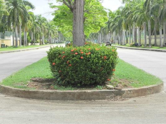 , Terreno en alquiler en Costa del Este | P3038714