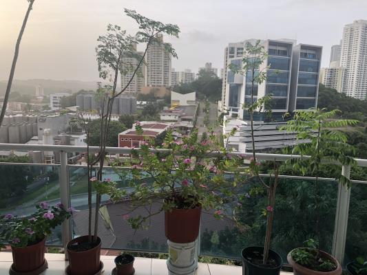 Mont Royale , Área Metropolitana