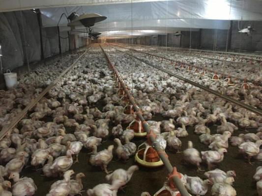 , Terreno en alquiler en Barrio Colón | P3121846