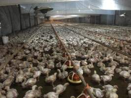 Barrio Colón La Chorrera