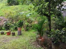 Rufina Alfaro San Miguelito