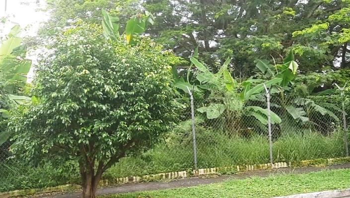 , Terreno en alquiler en Pueblo Nuevo | P3162474