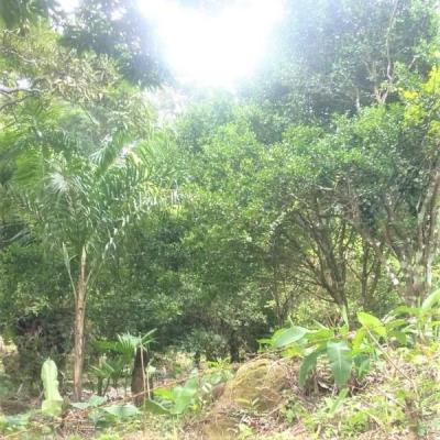 , Terreno en alquiler en Sorá | P3174717