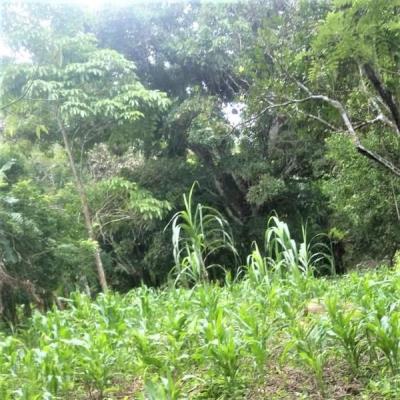 , Terreno en alquiler en Sorá | P3174717