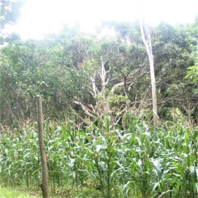 , Terreno en alquiler en Sorá | P3174717