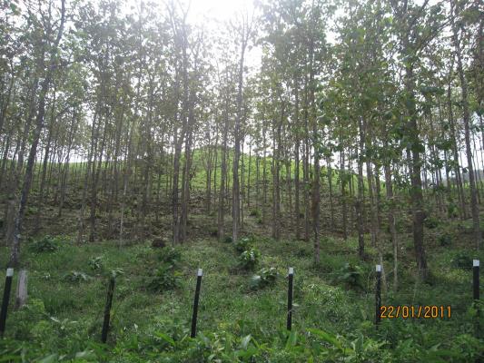 , Terreno en venta en Capira | P3402077