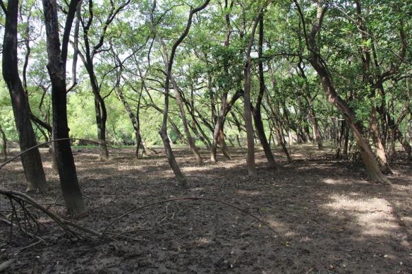 , Terreno en alquiler en Punta Chame | P4116434