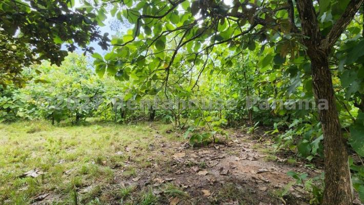 , Terreno en venta en Rio Hato | P4283769