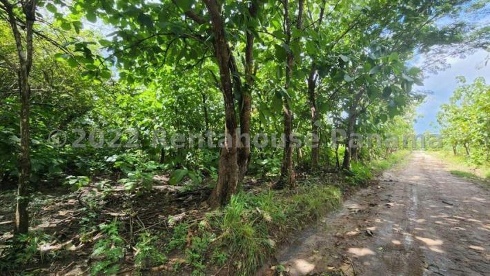 , Terreno en alquiler en Rio Hato | P4284658