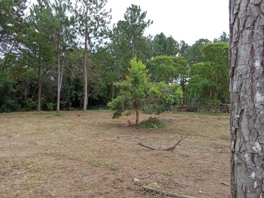 , Terreno en venta en Potrerillos Abajo | P4371787